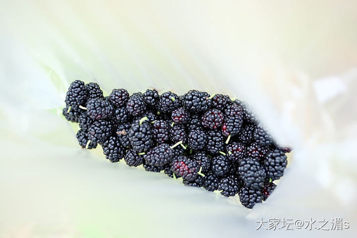 野生桑葚～_水果