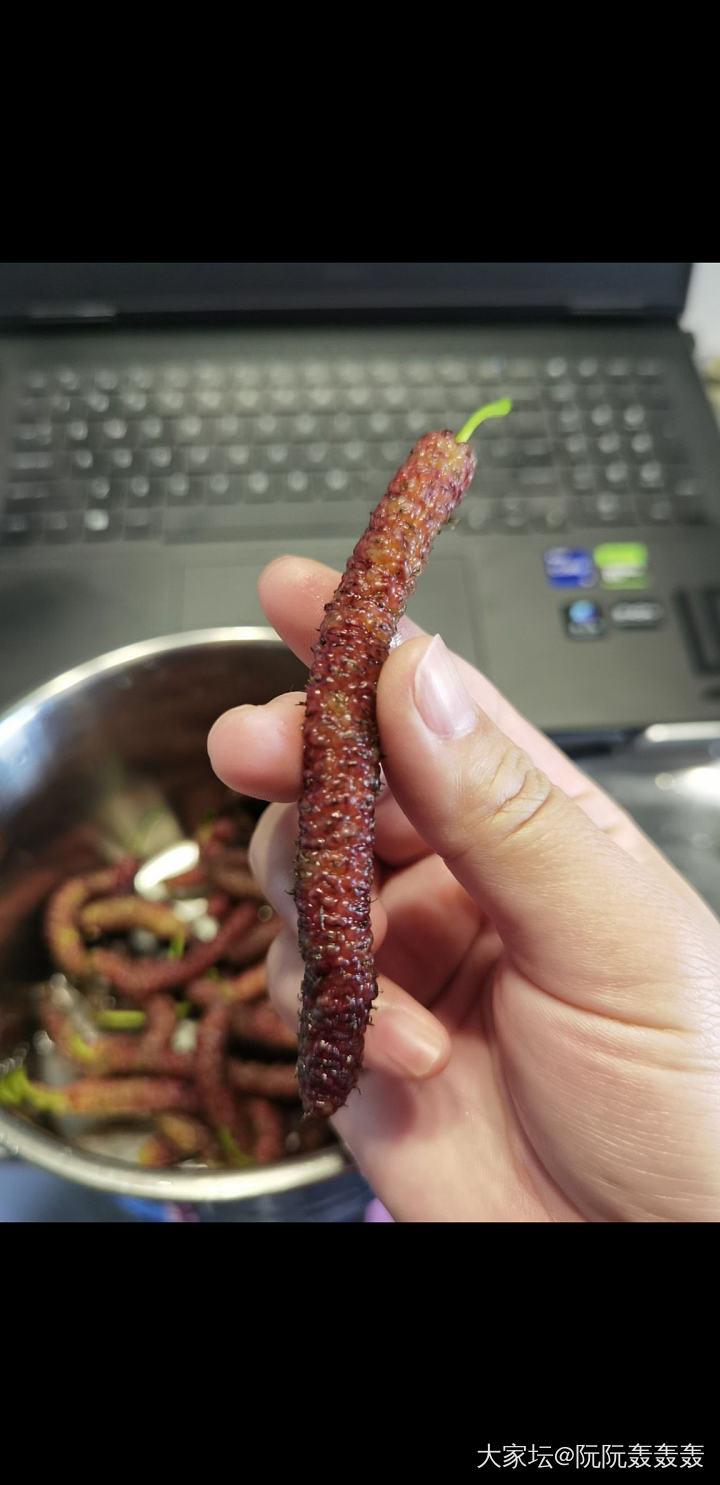 野生桑葚～_水果