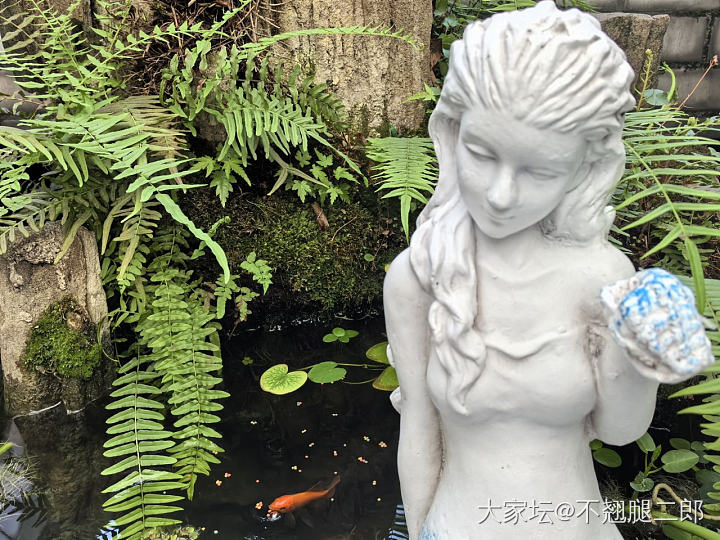 换赛道，不买金了_植物