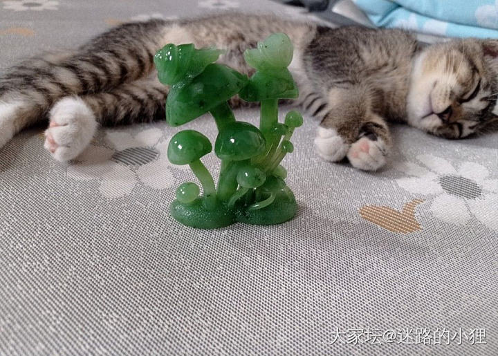 五一假期最新收获～_猫