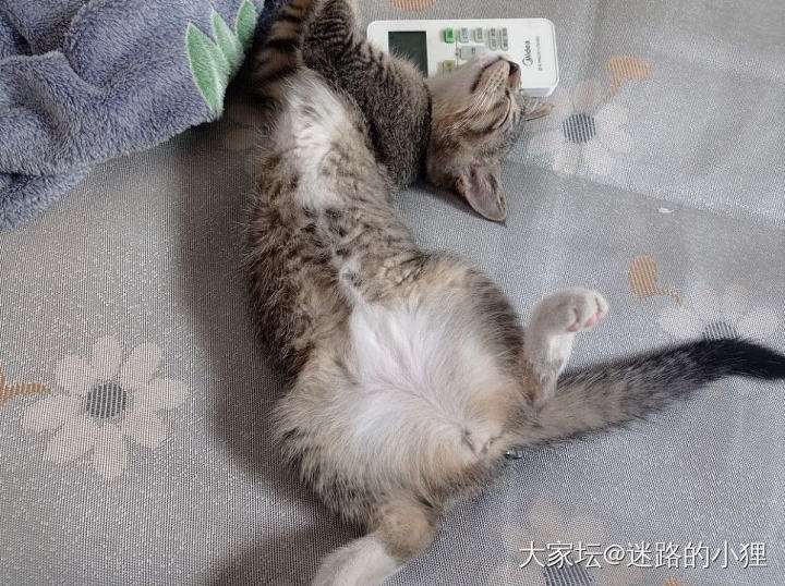 五一假期最新收获～_猫