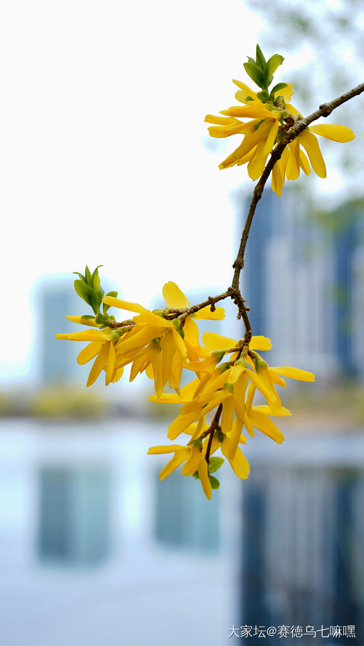春天来了_花