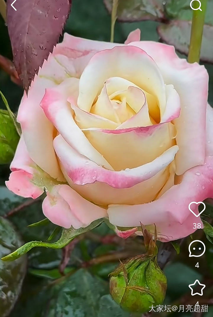 看看最近我买了哪些月季苗_花