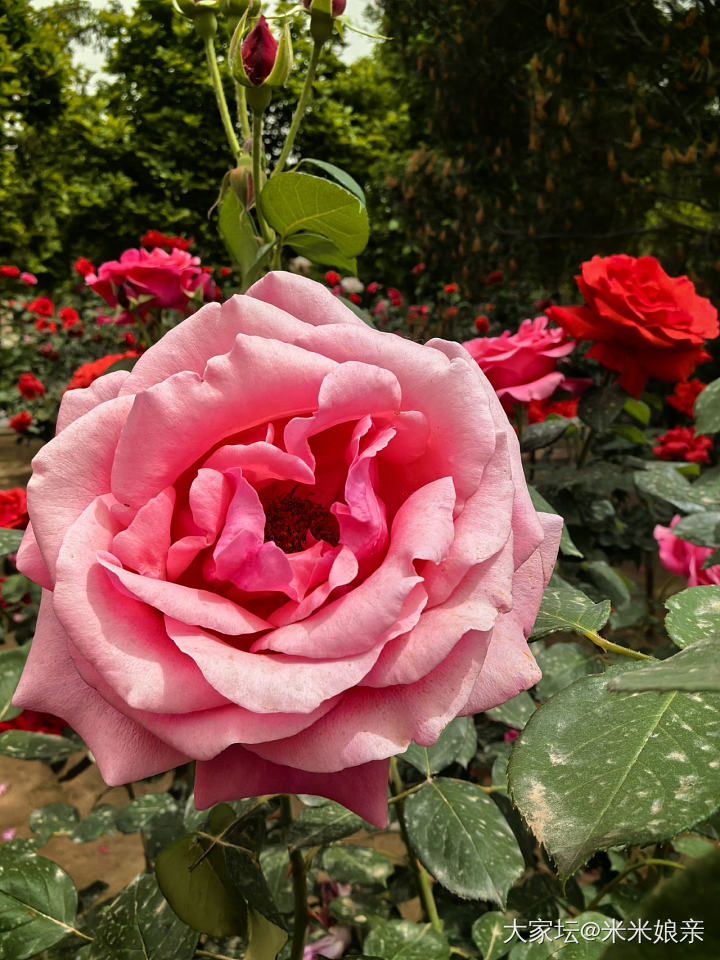 生活不只是珠宝！_花