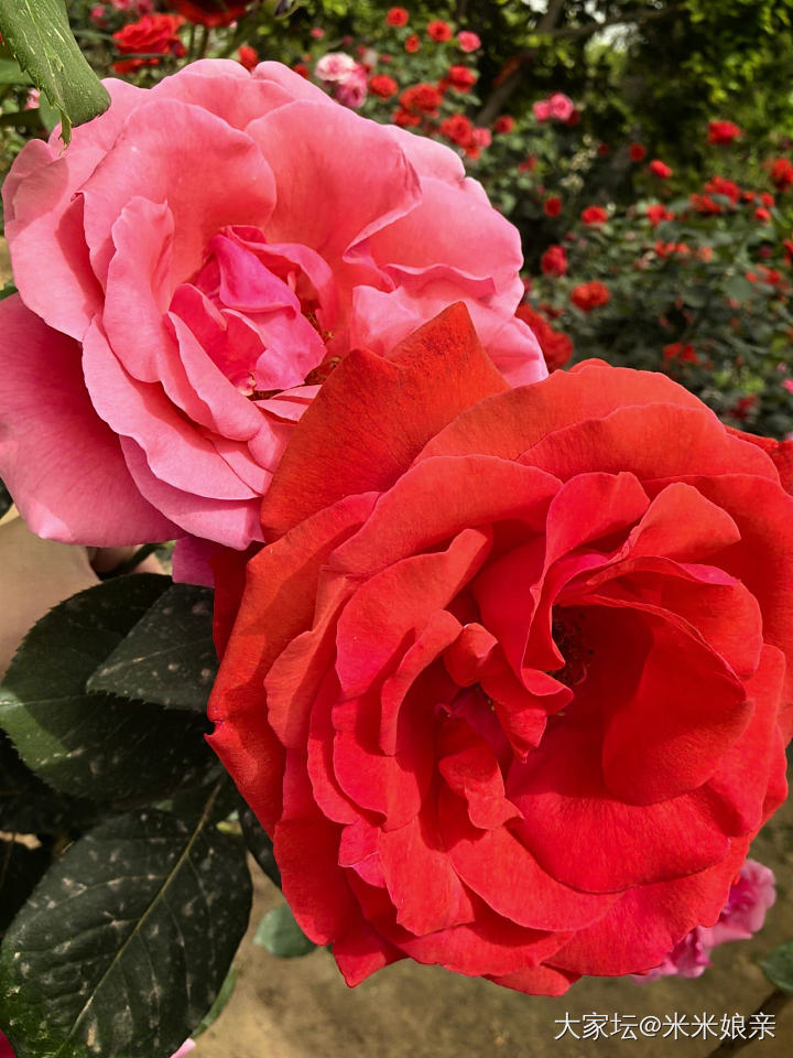 生活不只是珠宝！_花