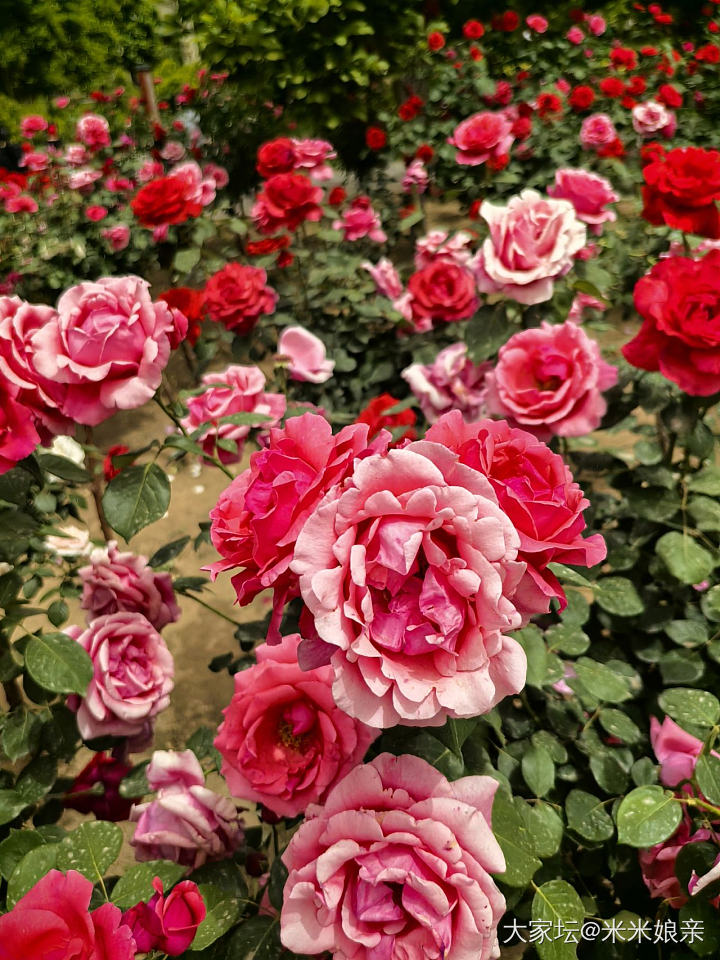 生活不只是珠宝！_花