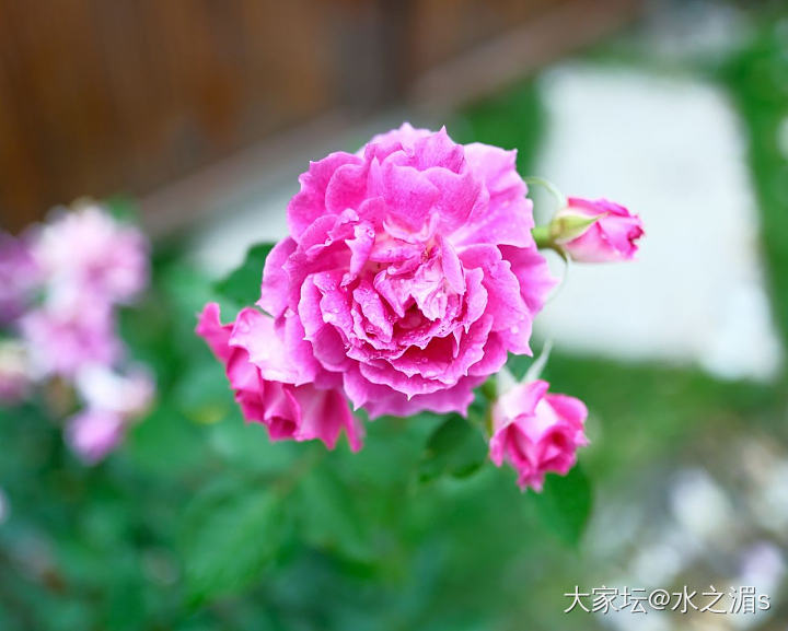 初夏雨天，适合带上相机出门拍花～_花