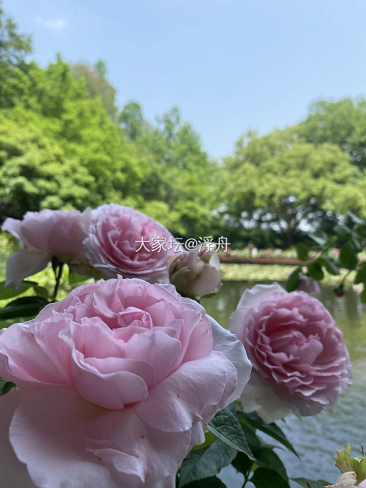 初夏雨天，适合带上相机出门拍花～_花