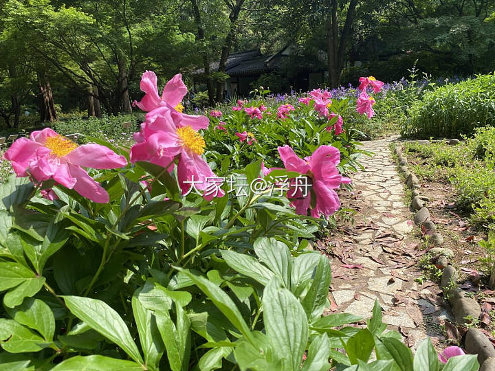 初夏雨天，适合带上相机出门拍花～_花