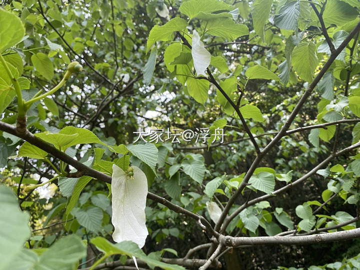 初夏雨天，适合带上相机出门拍花～_花
