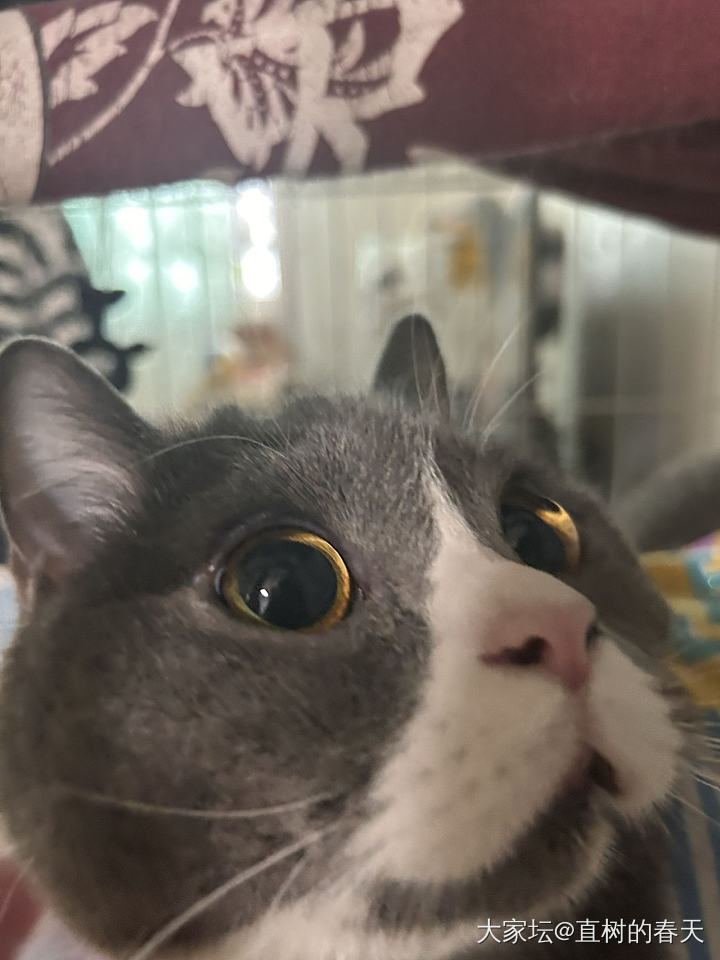 紫藤_手绘