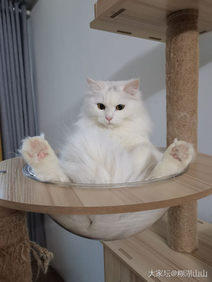 五一终于结束了～_猫