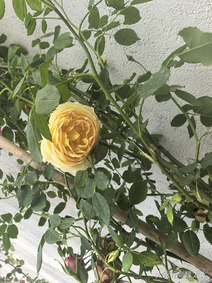 我的露台小菜园又有了新的变化_菜园
