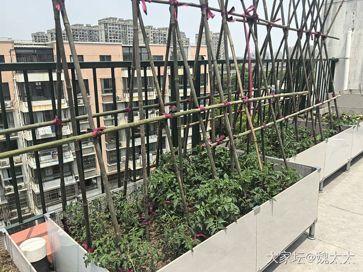 我的露台小菜园又有了新的变化_菜园