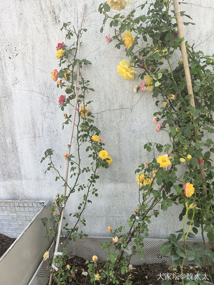 我的露台小菜园又有了新的变化_菜园