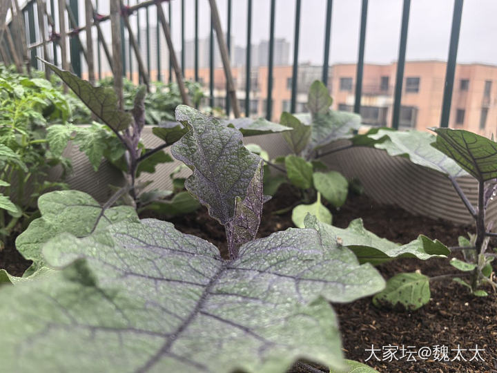 我的露台小菜园又有了新的变化_菜园