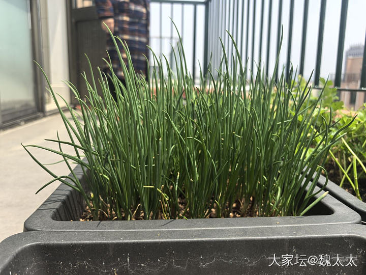我的露台小菜园又有了新的变化_菜园