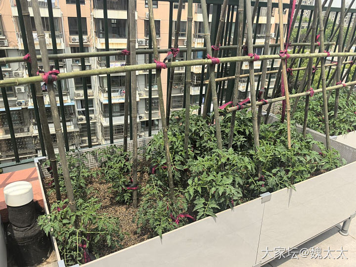 我的露台小菜园又有了新的变化_菜园