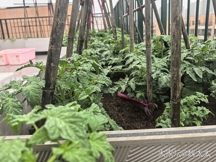 我的露台小菜园又有了新的变化_菜园