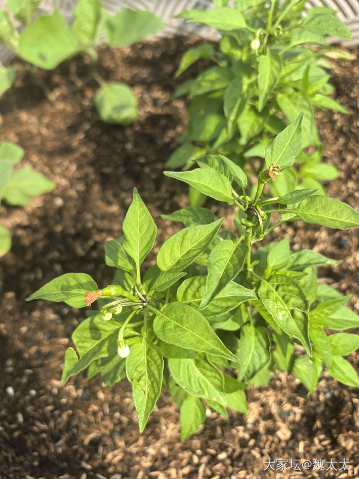 我的露台小菜园又有了新的变化_菜园