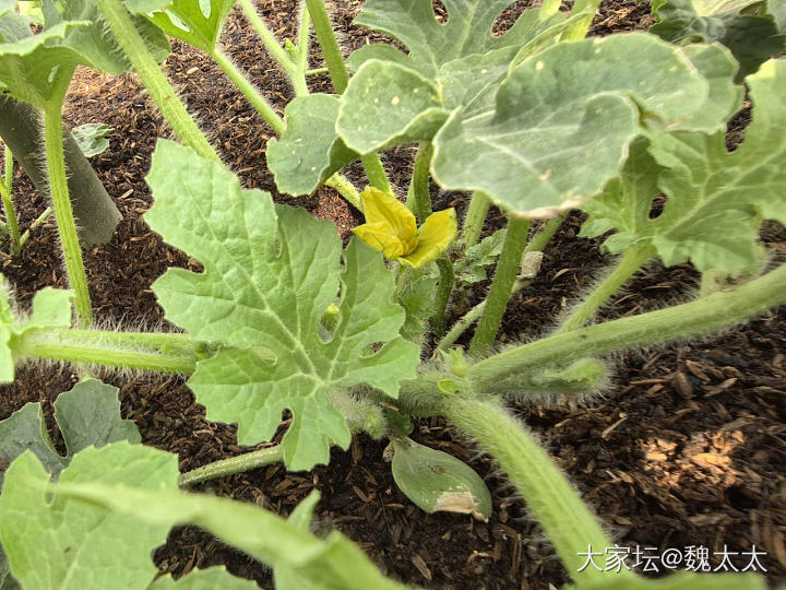 我的露台小菜园又有了新的变化_菜园