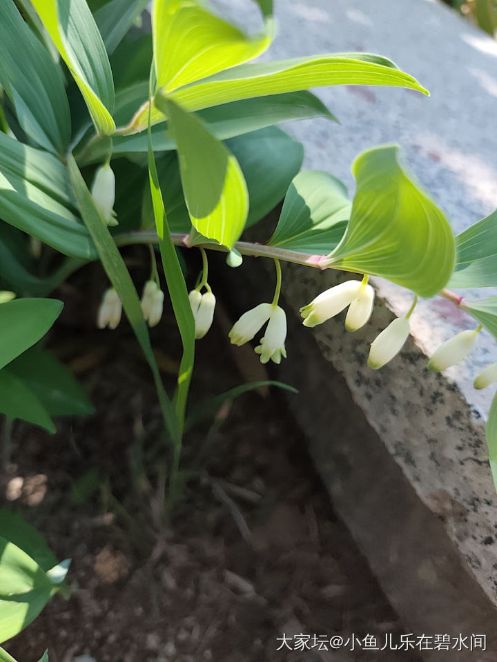 这是什么？谁知道？花儿像铃兰_菜园