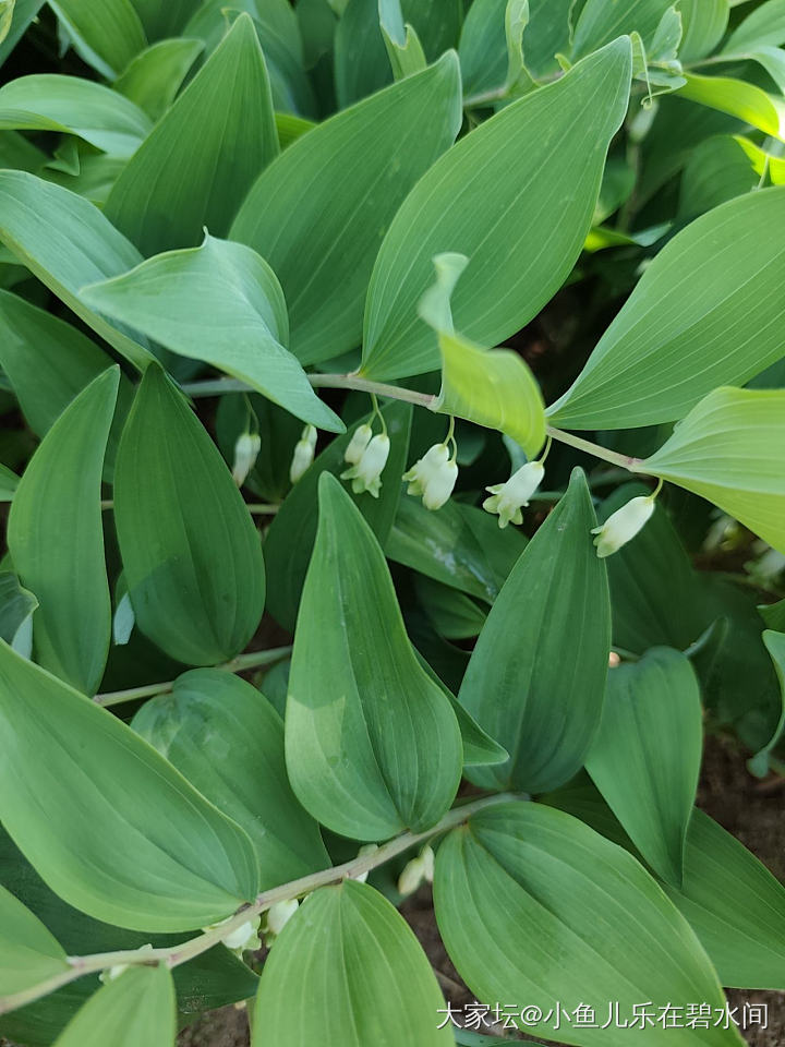 这是什么？谁知道？花儿像铃兰_菜园