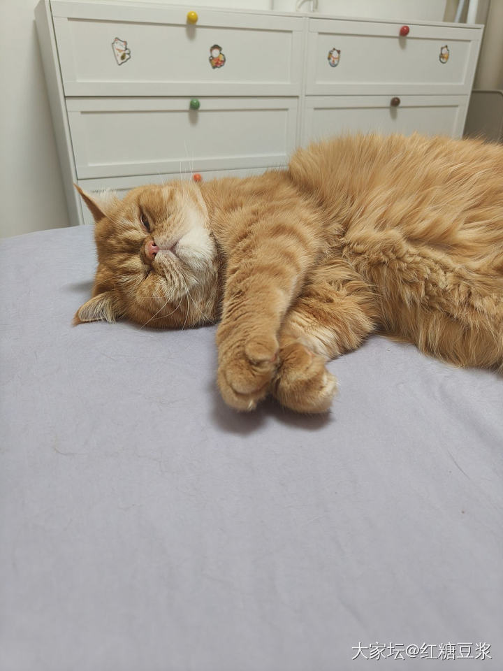我的实心大加菲_猫