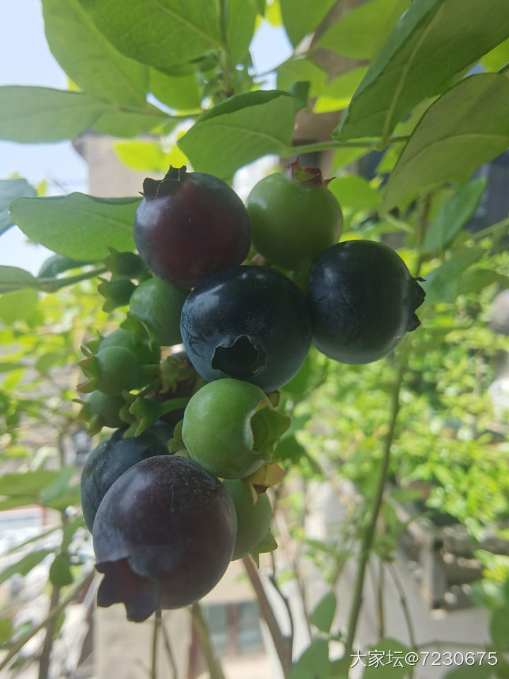 栀子花小盆景开花了_植物