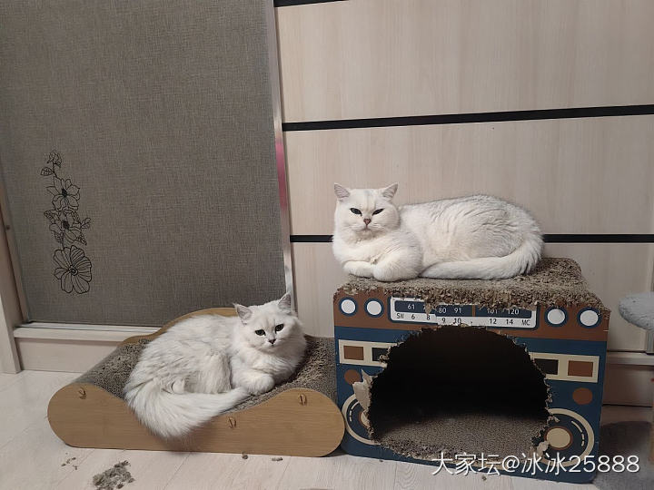 猫猫越长越像_猫