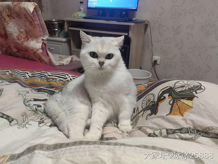 猫猫越长越像_猫