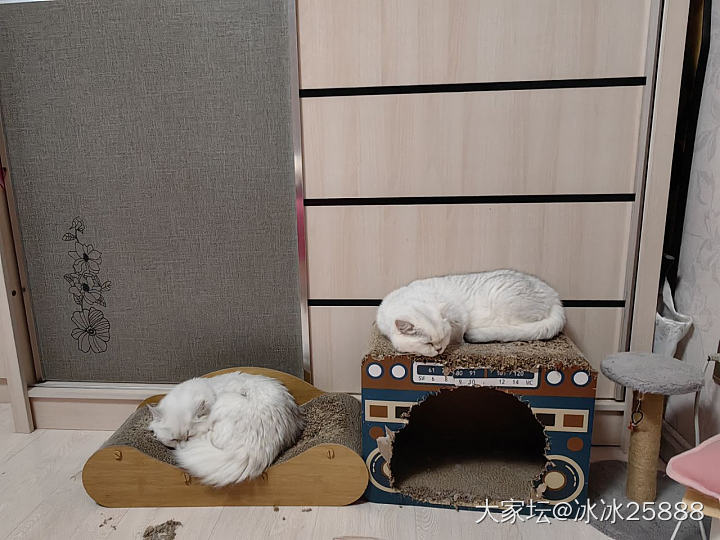 猫猫越长越像_猫
