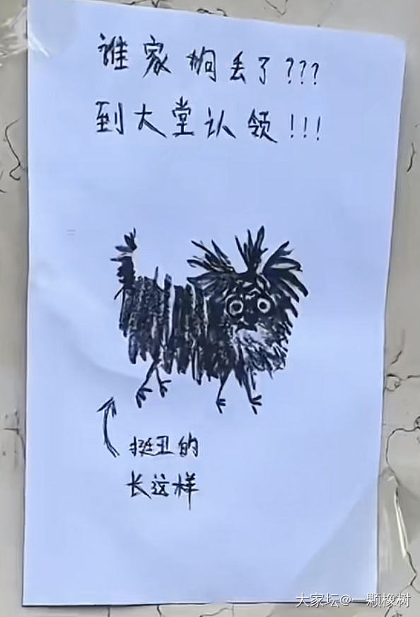 小跳蚤_宠物