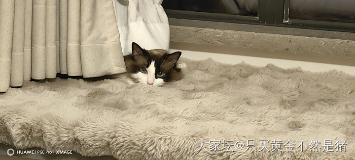 一颗猫猫头😄_猫