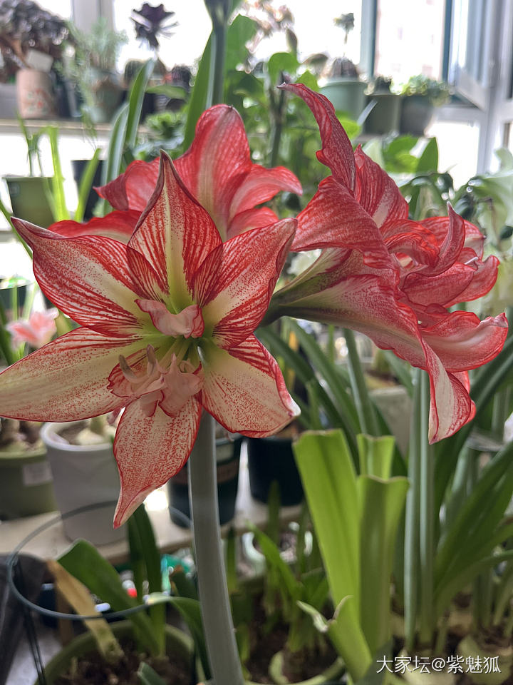 无金可秀，秀花😝_花
