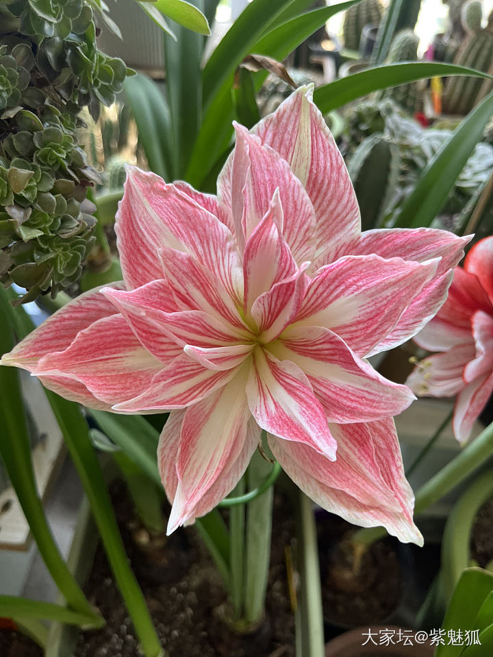 无金可秀，秀花😝_花
