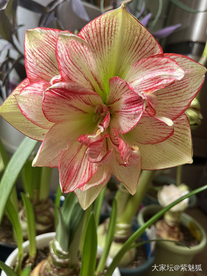 无金可秀，秀花😝_花