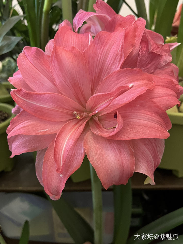 无金可秀，秀花😝_花