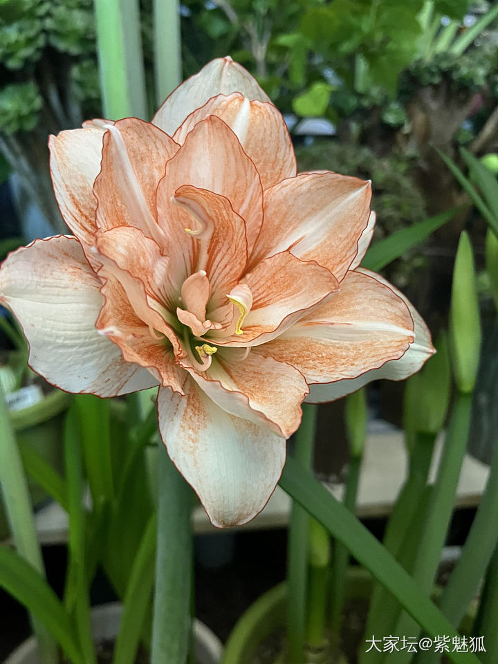 无金可秀，秀花😝_花