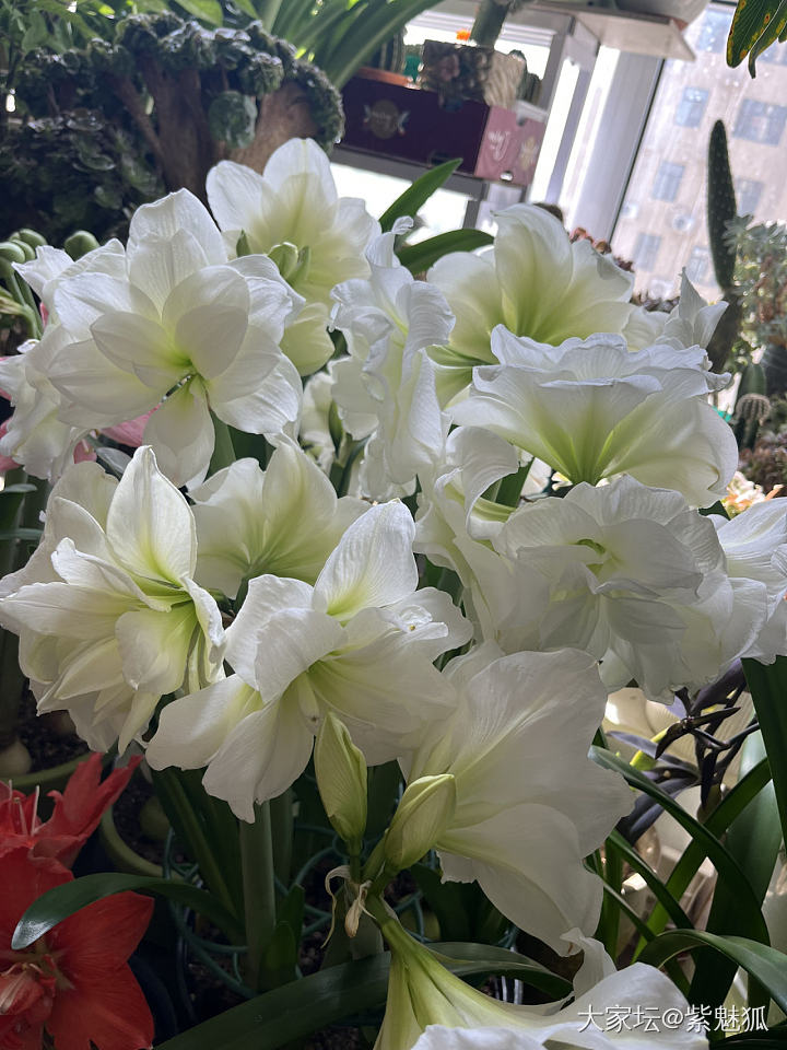 无金可秀，秀花😝_花