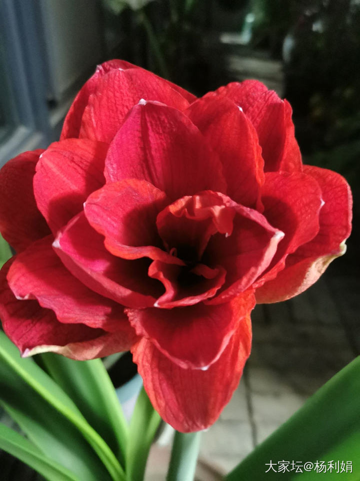 无金可秀，秀花😝_花