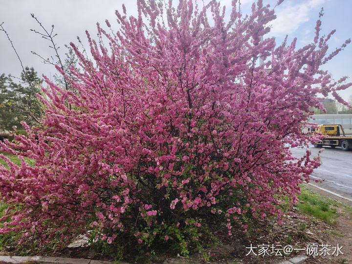 无金可秀，秀花😝_花