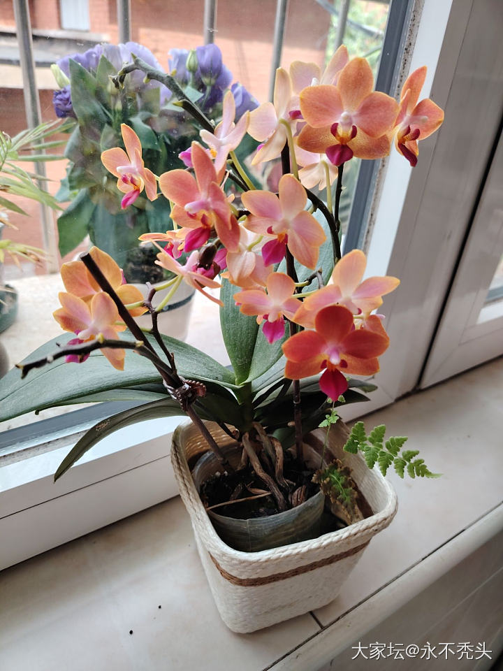 去年养的蝴蝶兰又开花了_花