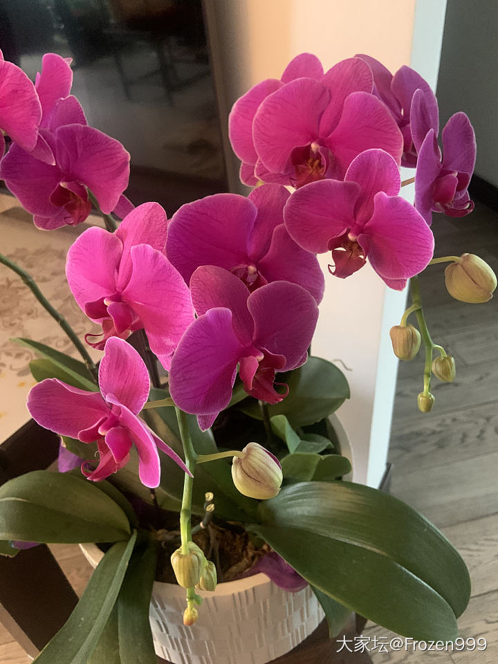 去年养的蝴蝶兰又开花了_花