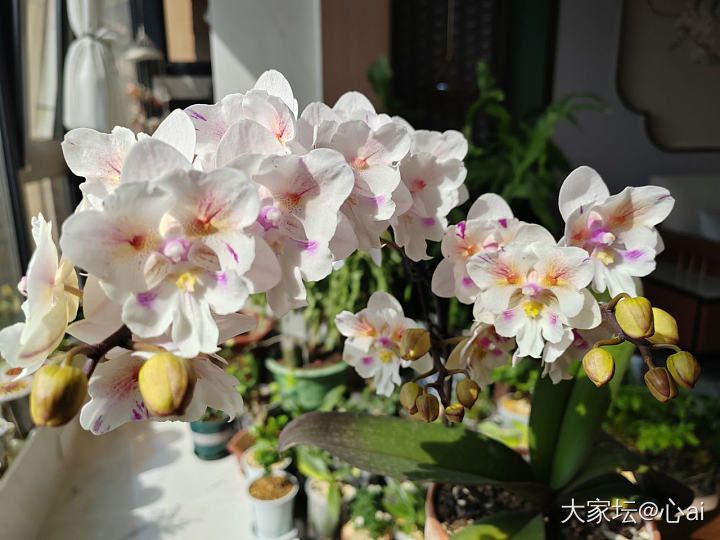 去年养的蝴蝶兰又开花了_花