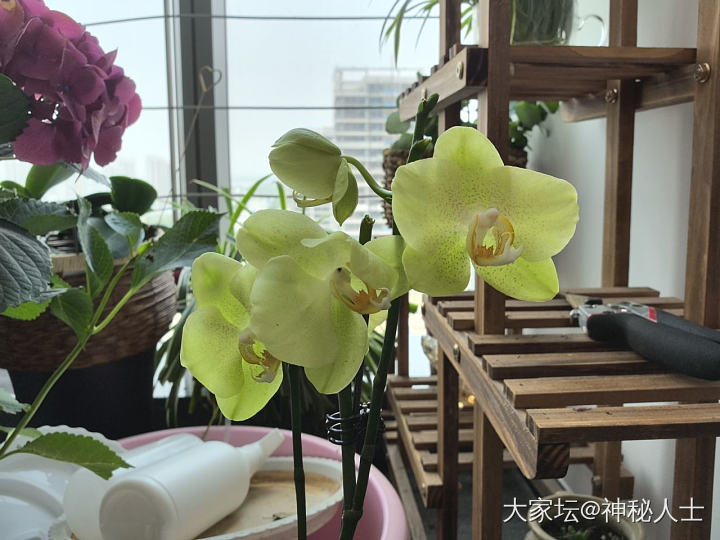 去年养的蝴蝶兰又开花了_花