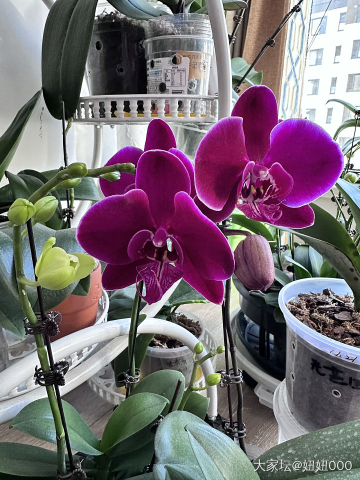 去年养的蝴蝶兰又开花了_花