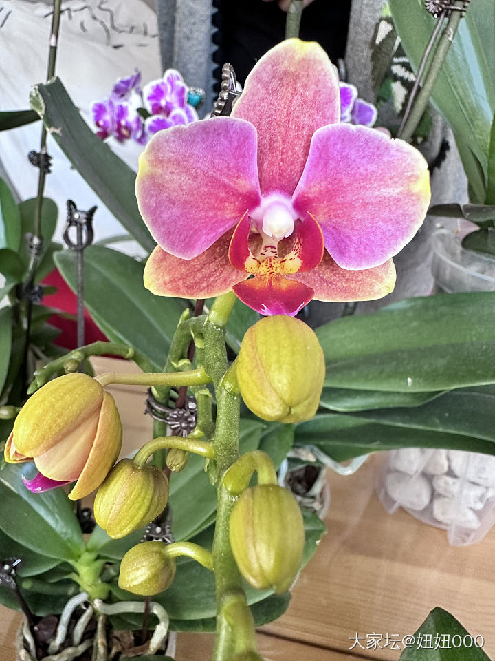 去年养的蝴蝶兰又开花了_花