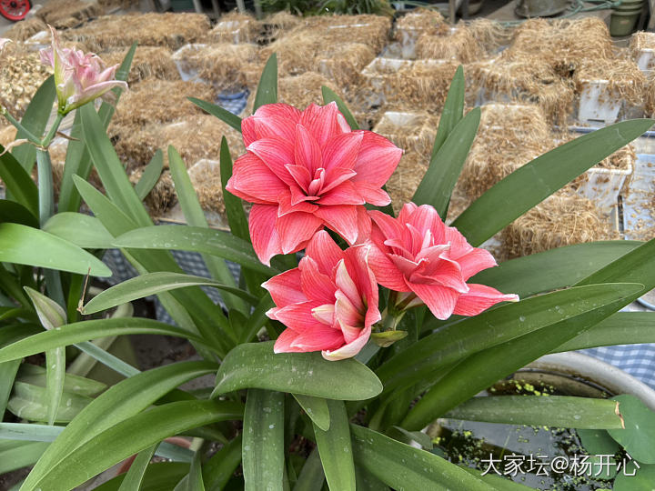 无金可秀，秀花😝_花