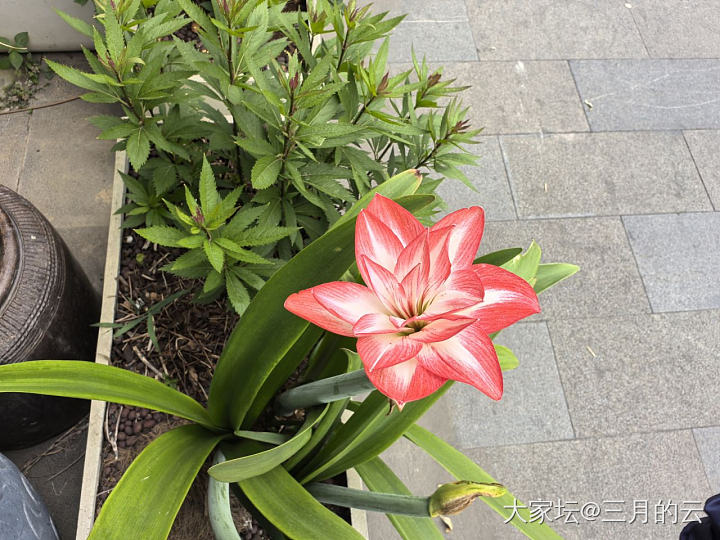 无金可秀，秀花😝_花